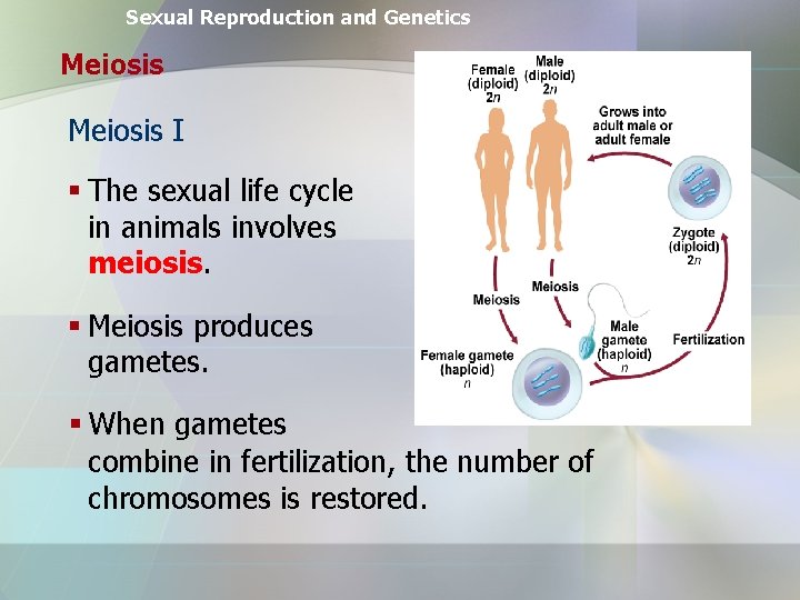 Sexual Reproduction and Genetics Meiosis I § The sexual life cycle in animals involves