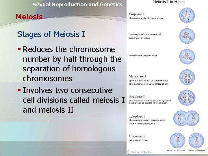 Sexual Reproduction and Genetics Meiosis Stages of Meiosis I § Reduces the chromosome number