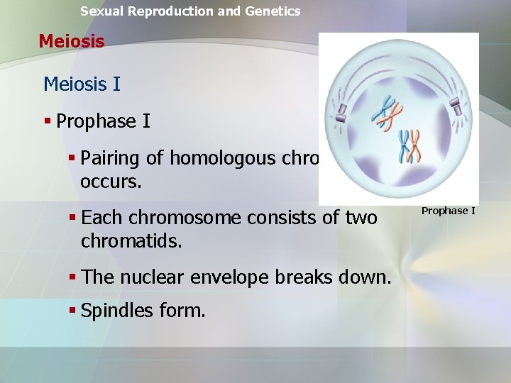 Sexual Reproduction and Genetics Meiosis I § Prophase I § Pairing of homologous chromosomes