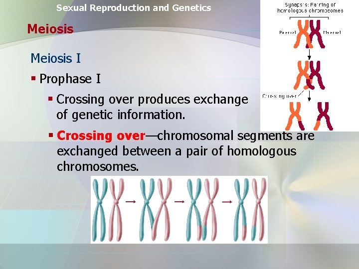 Sexual Reproduction and Genetics Meiosis I § Prophase I § Crossing over produces exchange