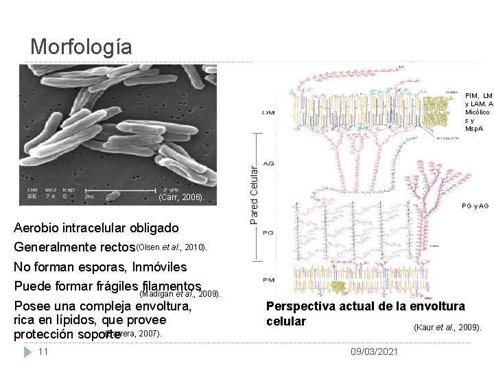 Morfología (Carr, 2006). Aerobio intracelular obligado Pared Celular PIM, LM y LAM. A Micólico