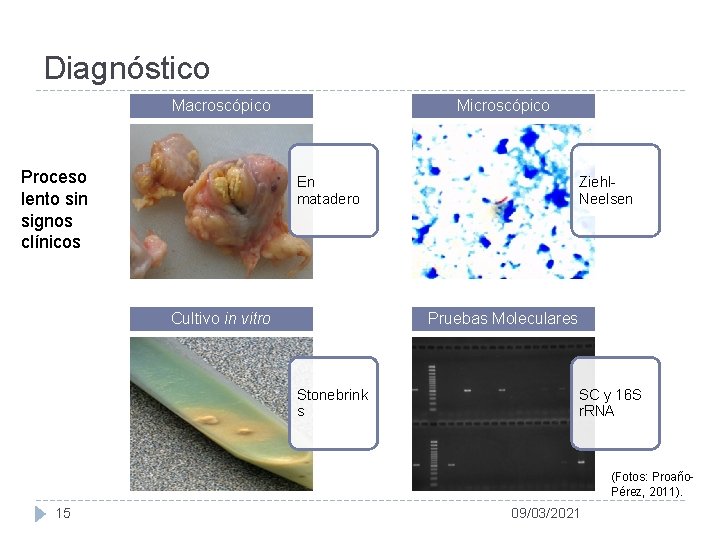 Diagnóstico Macroscópico Proceso lento sin signos clínicos Microscópico En matadero Cultivo in vitro Ziehl.