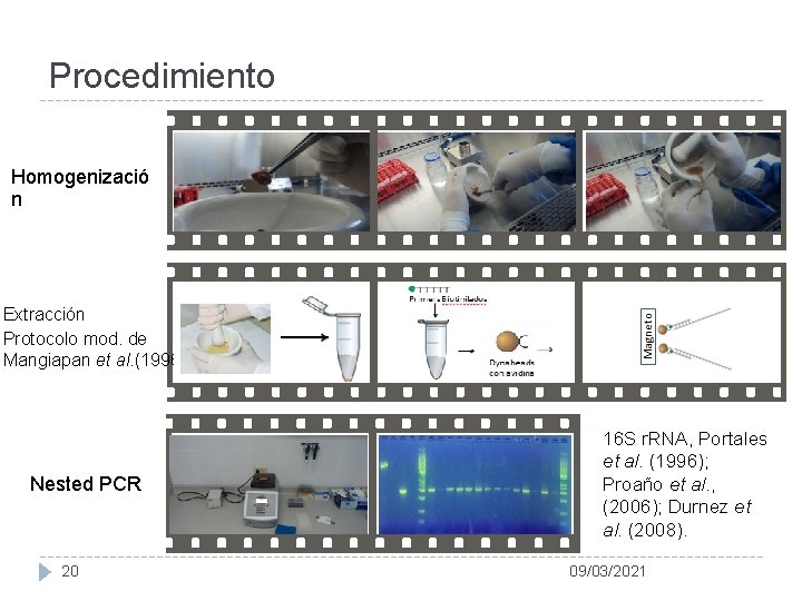 Procedimiento Homogenizació n Extracción Protocolo mod. de Mangiapan et al. (1996) Nested PCR 20