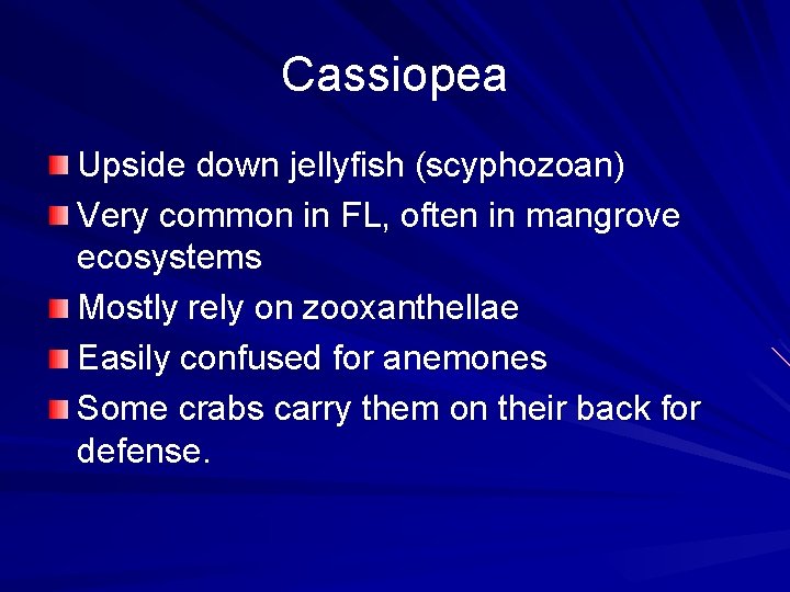 Cassiopea Upside down jellyfish (scyphozoan) Very common in FL, often in mangrove ecosystems Mostly Cassiopea Upside down jellyfish (scyphozoan) Very common in FL, often in mangrove ecosystems Mostly