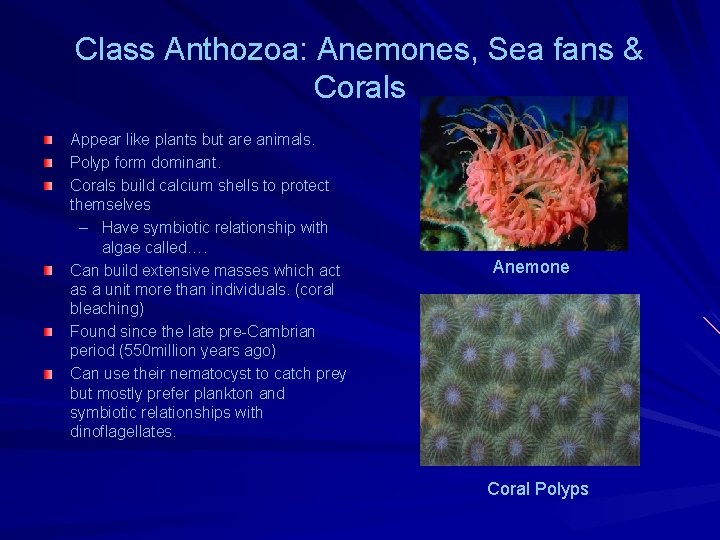Class Anthozoa: Anemones, Sea fans & Corals Appear like plants but are animals. Polyp Class Anthozoa: Anemones, Sea fans & Corals Appear like plants but are animals. Polyp
