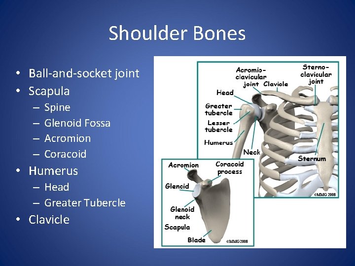 Shoulder Bones • Ball-and-socket joint • Scapula – – Spine Glenoid Fossa Acromion Coracoid