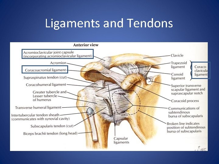 Ligaments and Tendons 