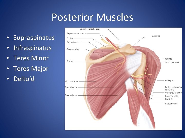 Posterior Muscles • • • Supraspinatus Infraspinatus Teres Minor Teres Major Deltoid 