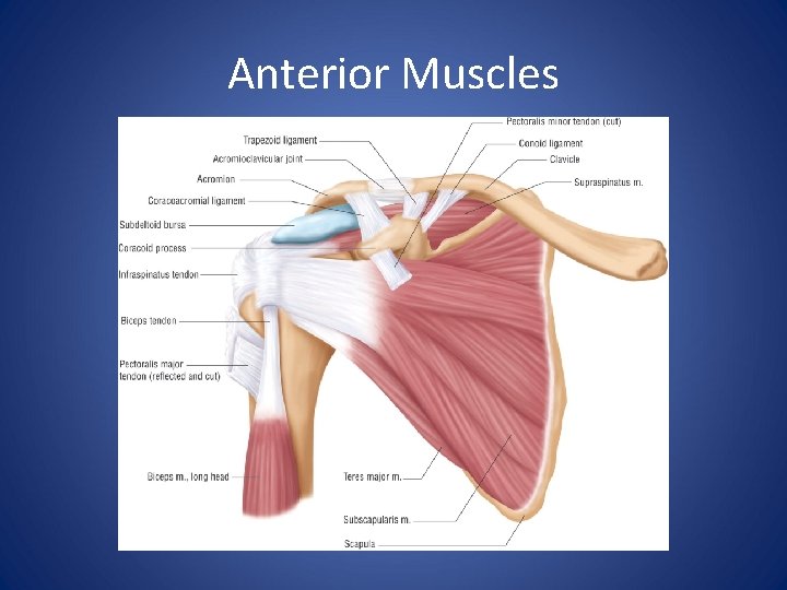 Anterior Muscles 