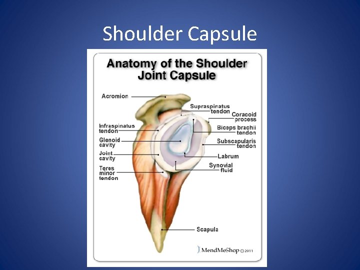 Shoulder Capsule 