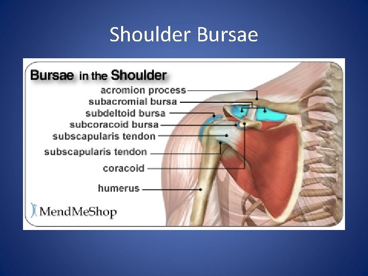 Shoulder Bursae 