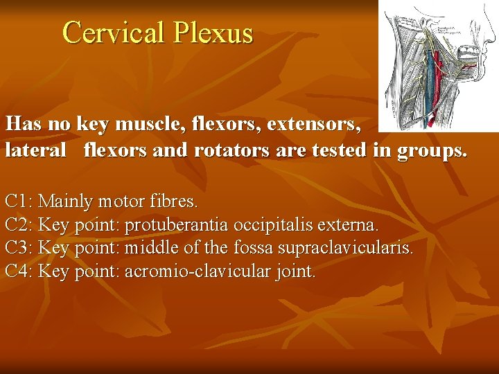 Cervical Plexus Has no key muscle, flexors, extensors, lateral flexors and rotators are tested