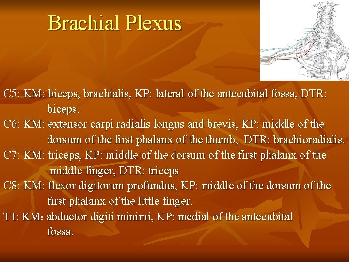 Brachial Plexus C 5: KM: biceps, brachialis, KP: lateral of the antecubital fossa, DTR: