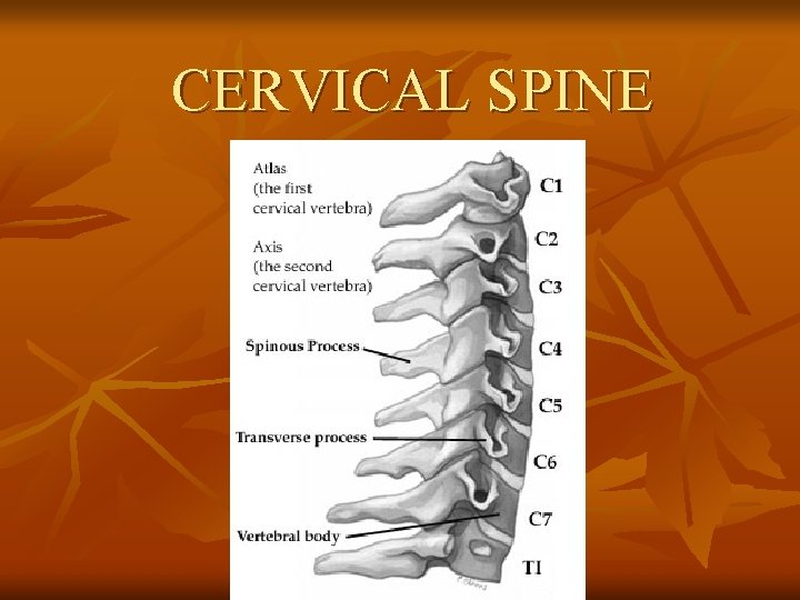 CERVICAL SPINE 