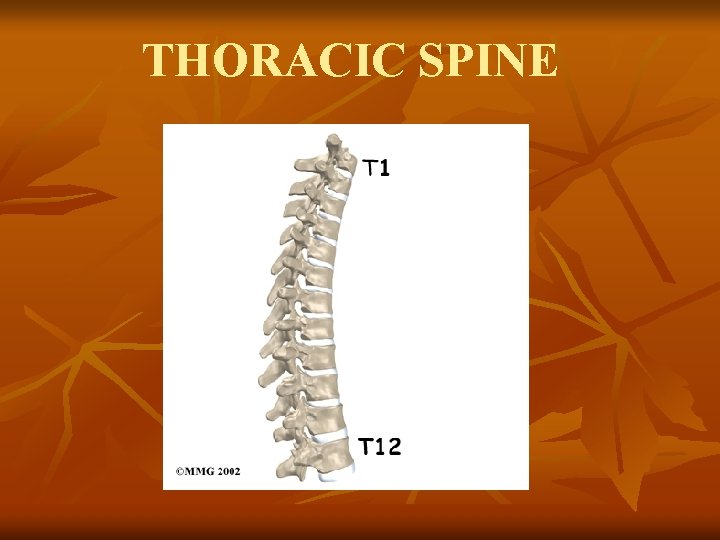 THORACIC SPINE 