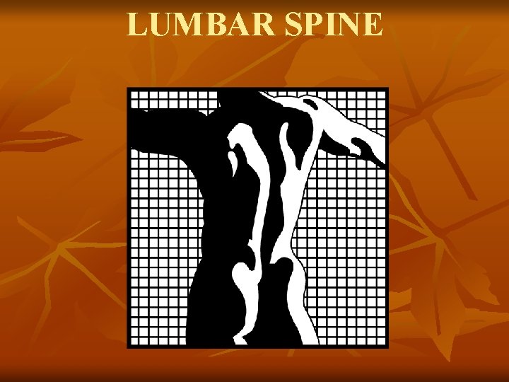 LUMBAR SPINE 