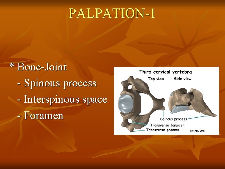 PALPATION-1 * Bone-Joint - Spinous process - Interspinous space - Foramen 