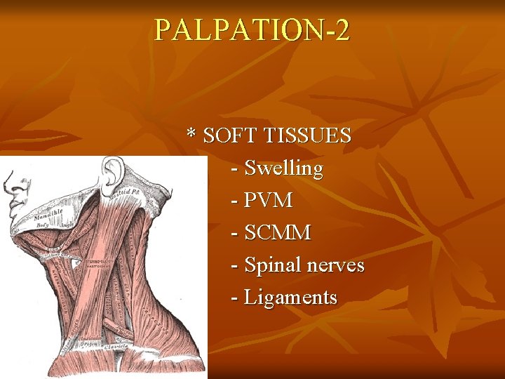 PALPATION-2 * SOFT TISSUES - Swelling - PVM - SCMM - Spinal nerves -