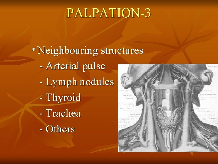 PALPATION-3 * Neighbouring structures - Arterial pulse - Lymph nodules - Thyroid - Trachea