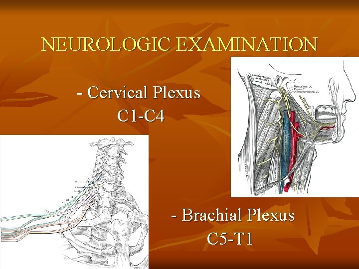 NEUROLOGIC EXAMINATION - Cervical Plexus C 1 -C 4 - Brachial Plexus C 5