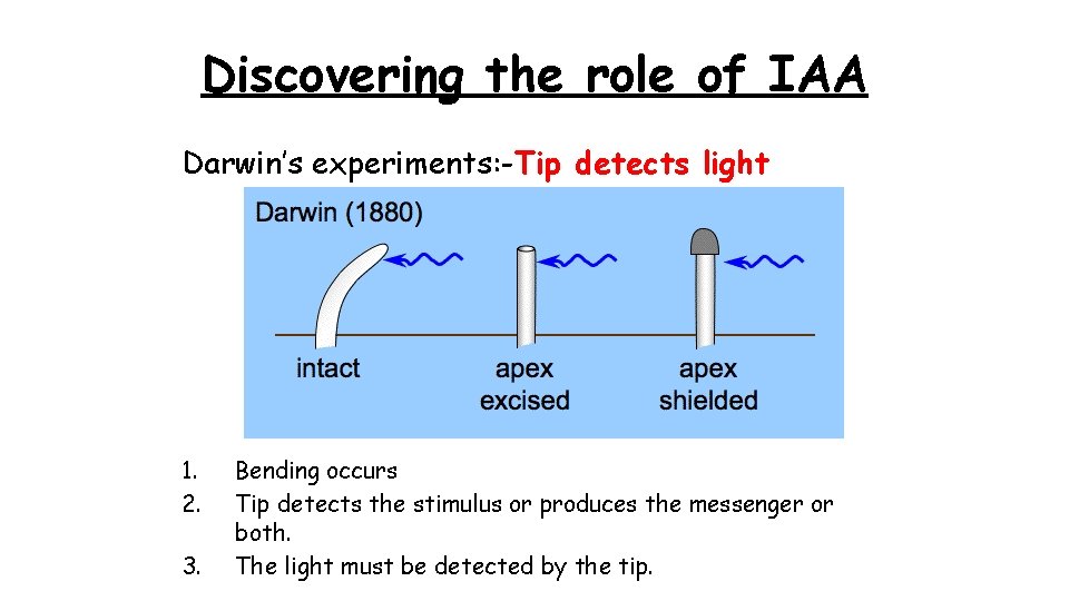 Discovering the role of IAA Darwin’s experiments: -Tip detects light 1. 2. 3. Bending