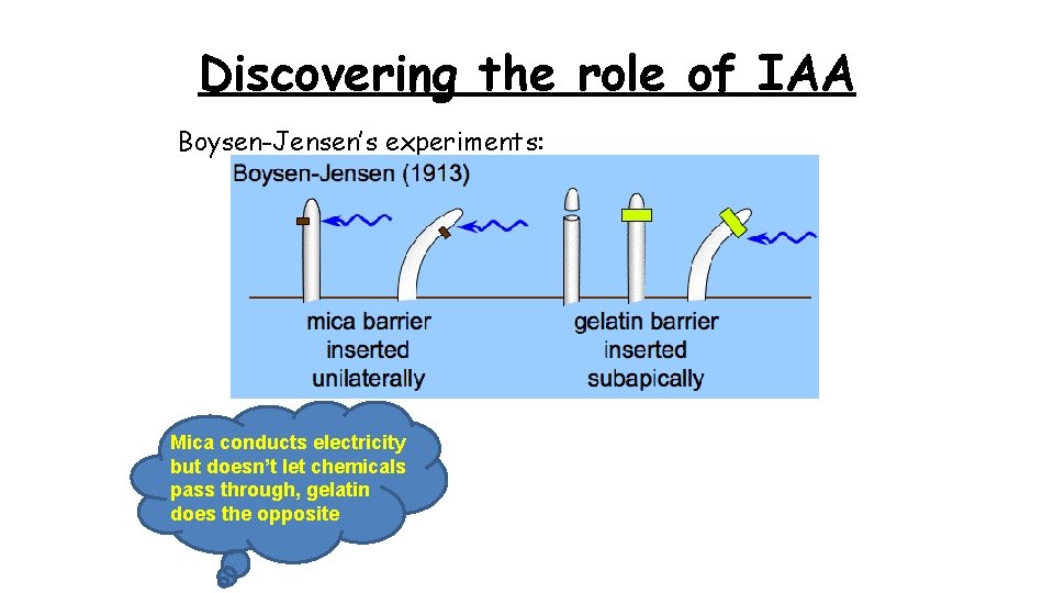 Discovering the role of IAA Boysen-Jensen’s experiments: Mica conducts electricity but doesn’t let chemicals