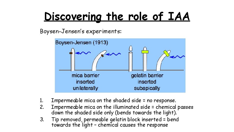 Discovering the role of IAA Boysen-Jensen’s experiments: 1. 2. 3. Impermeable mica on the