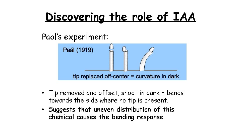 Discovering the role of IAA Paal’s experiment: • Tip removed and offset, shoot in