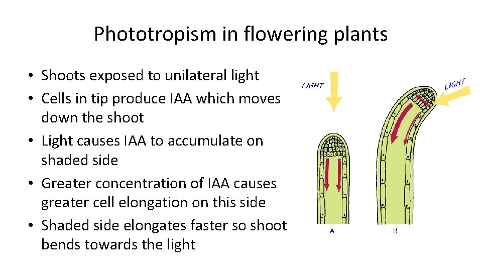 Phototropism in flowering plants • Shoots exposed to unilateral light • Cells in tip