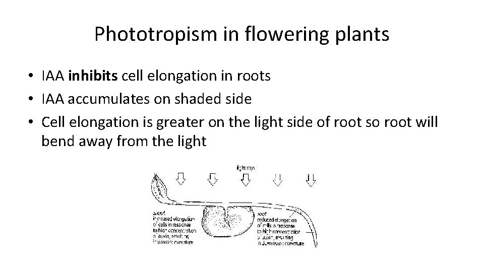 Phototropism in flowering plants • IAA inhibits cell elongation in roots • IAA accumulates