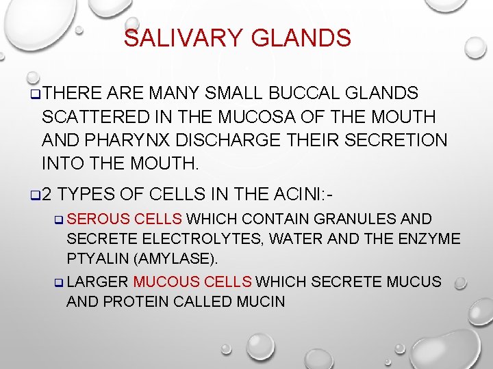 SALIVARY GLANDS q. THERE ARE MANY SMALL BUCCAL GLANDS SCATTERED IN THE MUCOSA OF