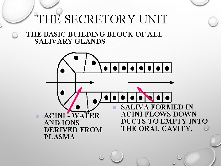 THE SECRETORY UNIT THE BASIC BUILDING BLOCK OF ALL SALIVARY GLANDS n n ACINI