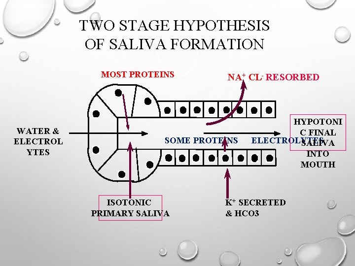 TWO STAGE HYPOTHESIS OF SALIVA FORMATION MOST PROTEINS WATER & ELECTROL YTES NA+ CL-