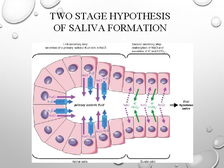 TWO STAGE HYPOTHESIS OF SALIVA FORMATION 