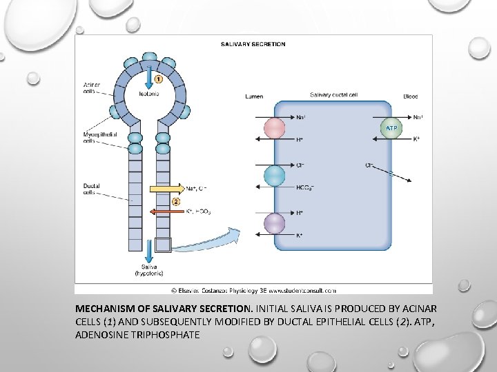 MECHANISM OF SALIVARY SECRETION. INITIAL SALIVA IS PRODUCED BY ACINAR CELLS (1) AND SUBSEQUENTLY