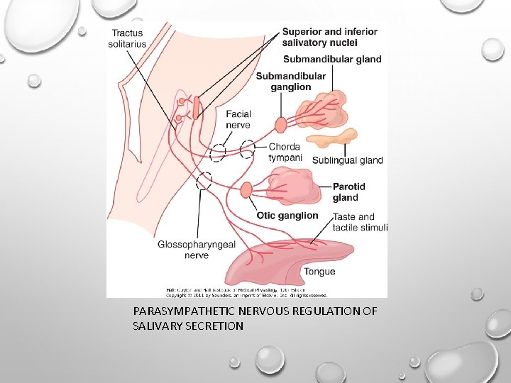 PARASYMPATHETIC NERVOUS REGULATION OF SALIVARY SECRETION 