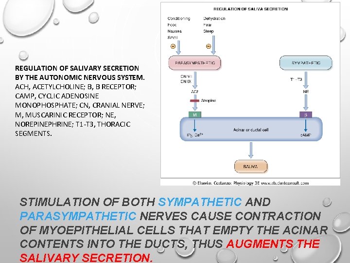 REGULATION OF SALIVARY SECRETION BY THE AUTONOMIC NERVOUS SYSTEM. ACH, ACETYLCHOLINE; Β, Β RECEPTOR;