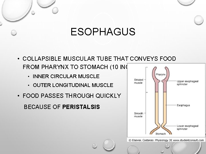 ESOPHAGUS • COLLAPSIBLE MUSCULAR TUBE THAT CONVEYS FOOD FROM PHARYNX TO STOMACH (10 INCHES