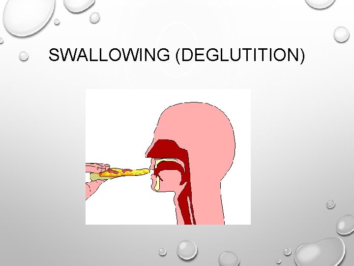 SWALLOWING (DEGLUTITION) 