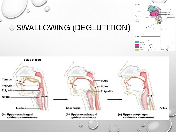 SWALLOWING (DEGLUTITION) 