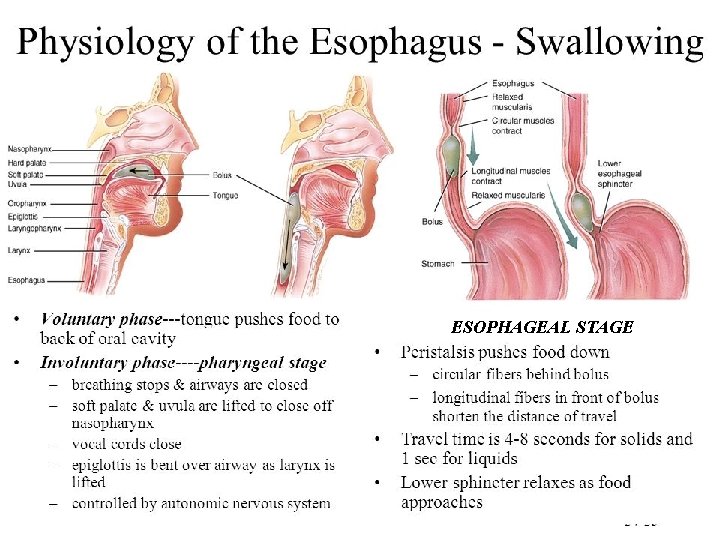ESOPHAGEAL STAGE 