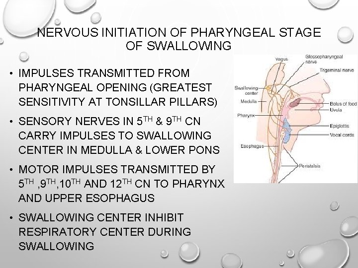 NERVOUS INITIATION OF PHARYNGEAL STAGE OF SWALLOWING • IMPULSES TRANSMITTED FROM PHARYNGEAL OPENING (GREATEST