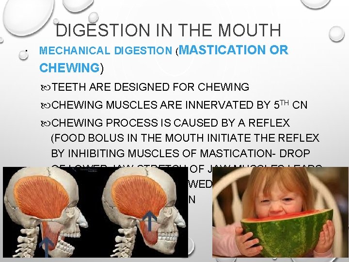 DIGESTION IN THE MOUTH MECHANICAL DIGESTION (MASTICATION OR CHEWING) TEETH ARE DESIGNED FOR CHEWING