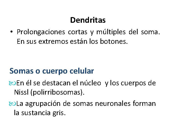 Dendritas • Prolongaciones cortas y múltiples del soma. En sus extremos están los botones. Dendritas • Prolongaciones cortas y múltiples del soma. En sus extremos están los botones.