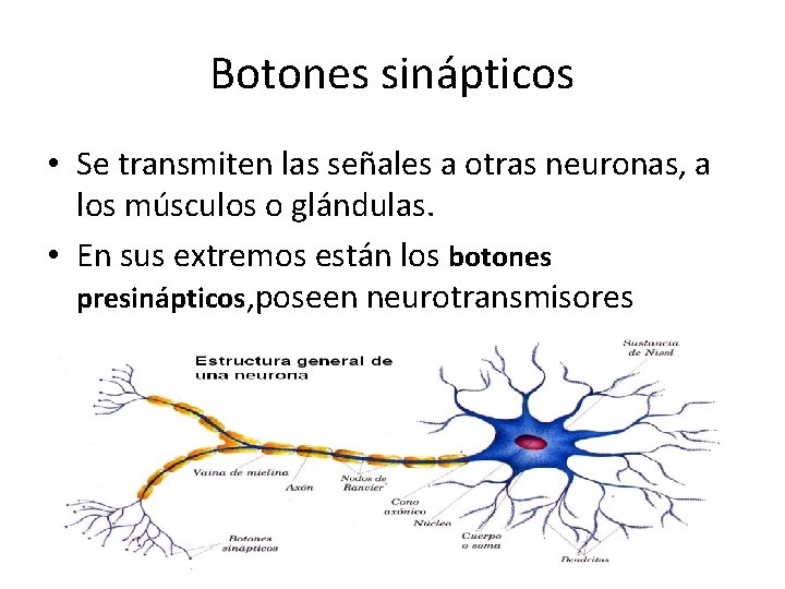 Botones sinápticos • Se transmiten las señales a otras neuronas, a los músculos o Botones sinápticos • Se transmiten las señales a otras neuronas, a los músculos o