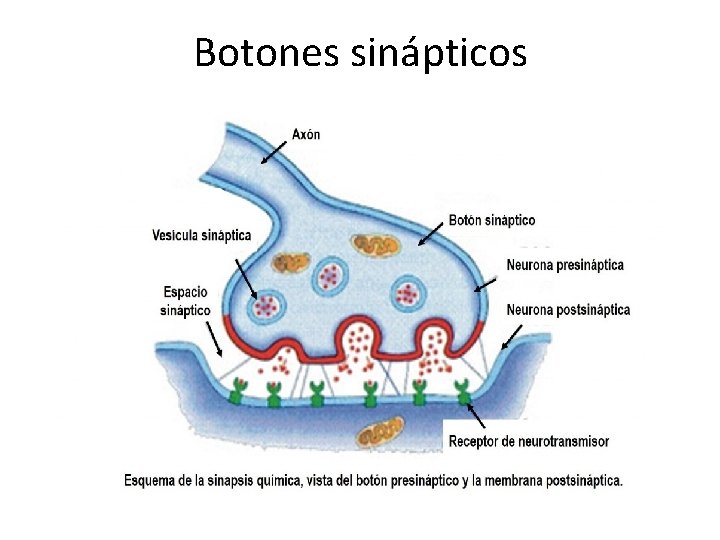 Botones sinápticos Botones sinápticos