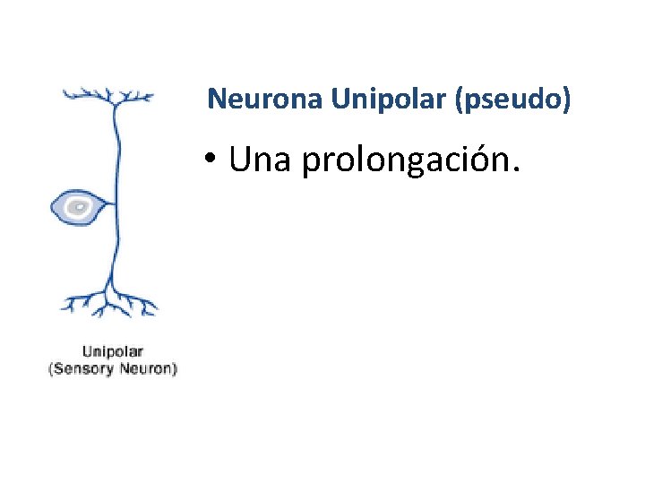 Neurona Unipolar (pseudo) • Una prolongación. Neurona Unipolar (pseudo) • Una prolongación.
