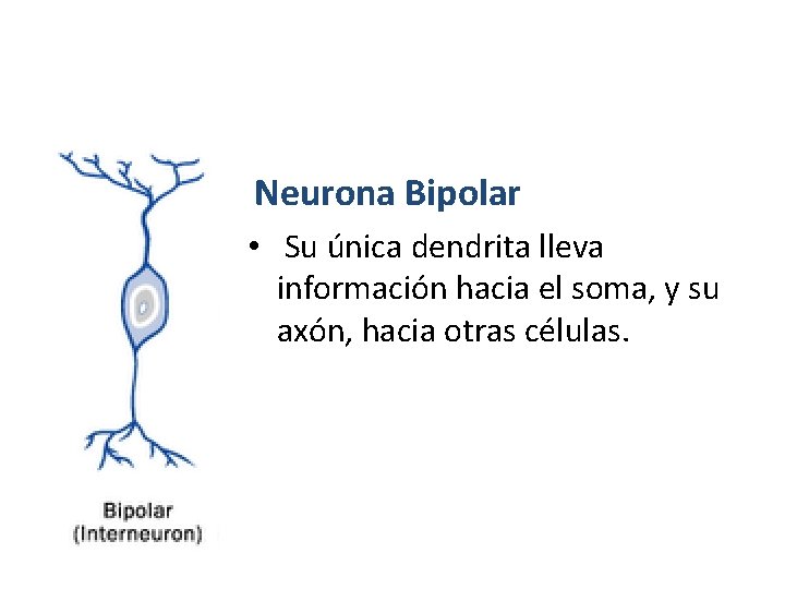 Neurona Bipolar • Su única dendrita lleva información hacia el soma, y su axón, Neurona Bipolar • Su única dendrita lleva información hacia el soma, y su axón,