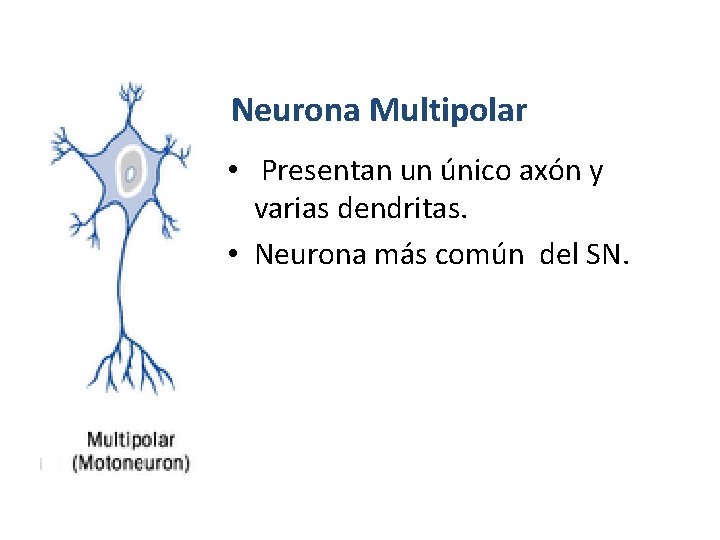 Neurona Multipolar • Presentan un único axón y varias dendritas. • Neurona más común Neurona Multipolar • Presentan un único axón y varias dendritas. • Neurona más común