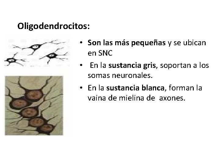 Oligodendrocitos: • Son las más pequeñas y se ubican en SNC • En la Oligodendrocitos: • Son las más pequeñas y se ubican en SNC • En la